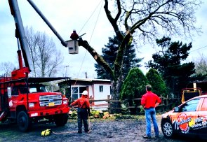tree removal portland or