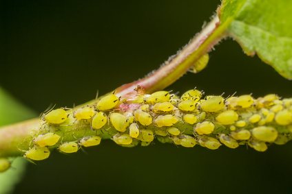 Aphid Infestation