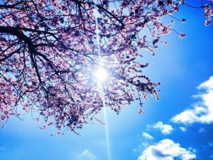 Cherry-blossom-tree