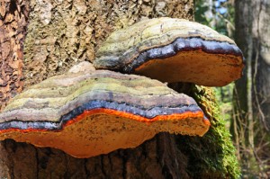 tree hazards: fungus