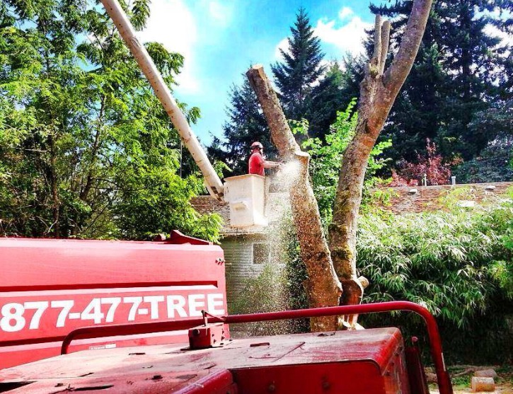 tree removal in portland or