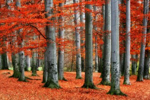 Red beech trees