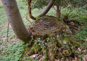 tree stump removal