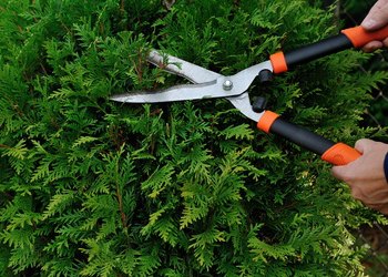 Pruning a shrub