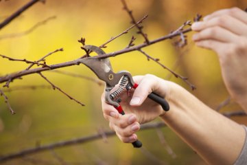 Pruning a tree