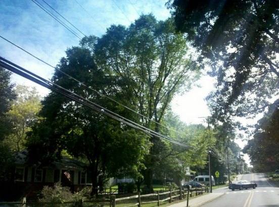 tree-topped-cut-power-line
