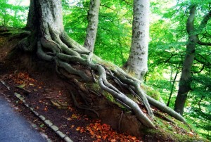 giant tree roots