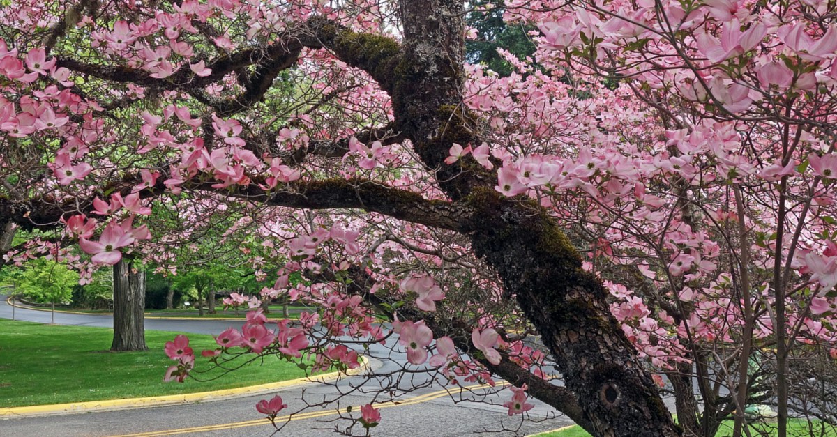 Portland Trees