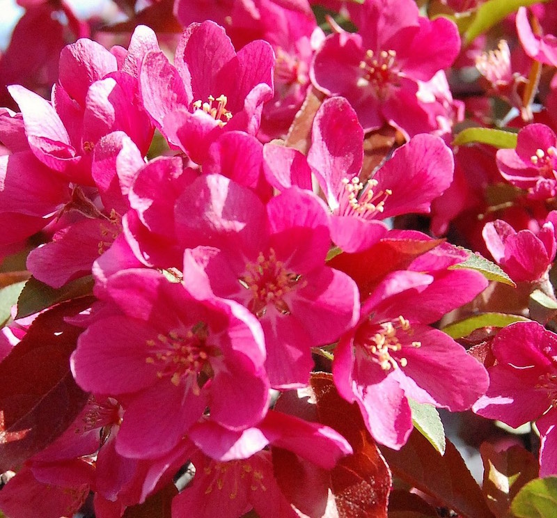 Apple Blossoms