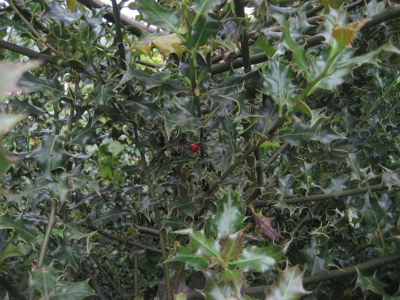 Holly Tree