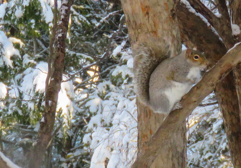 Squirrel Living in a Tree