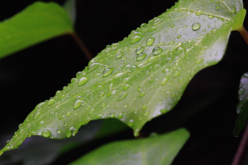 Water and Rain on a Leaf