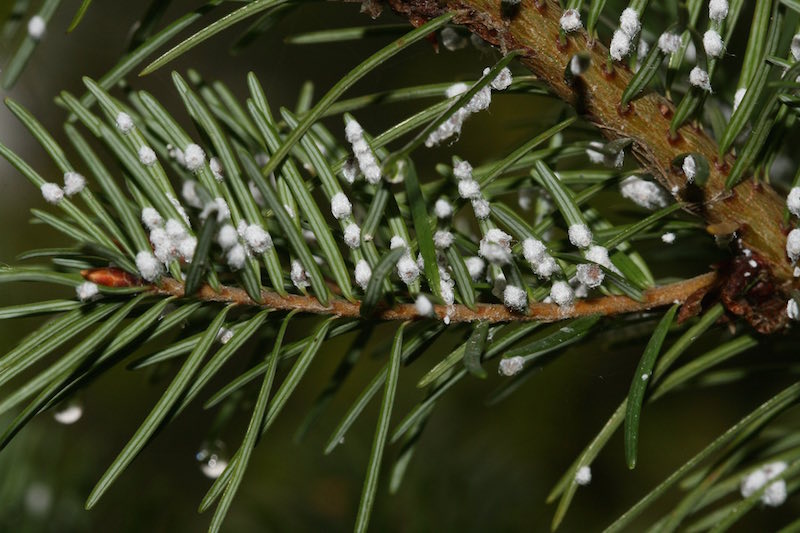 Insect on Tree