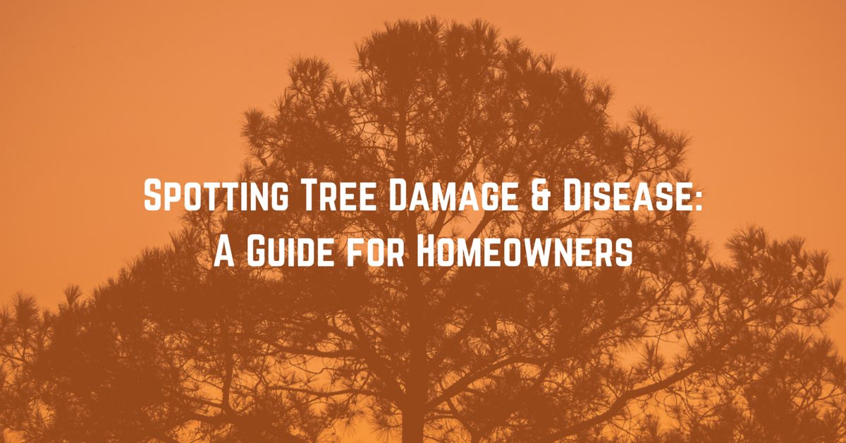 Common causes of tree damage and disease