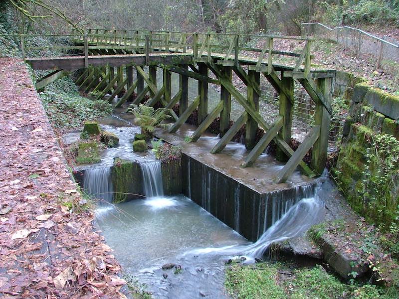 Blach Creek in Forest Park Portland