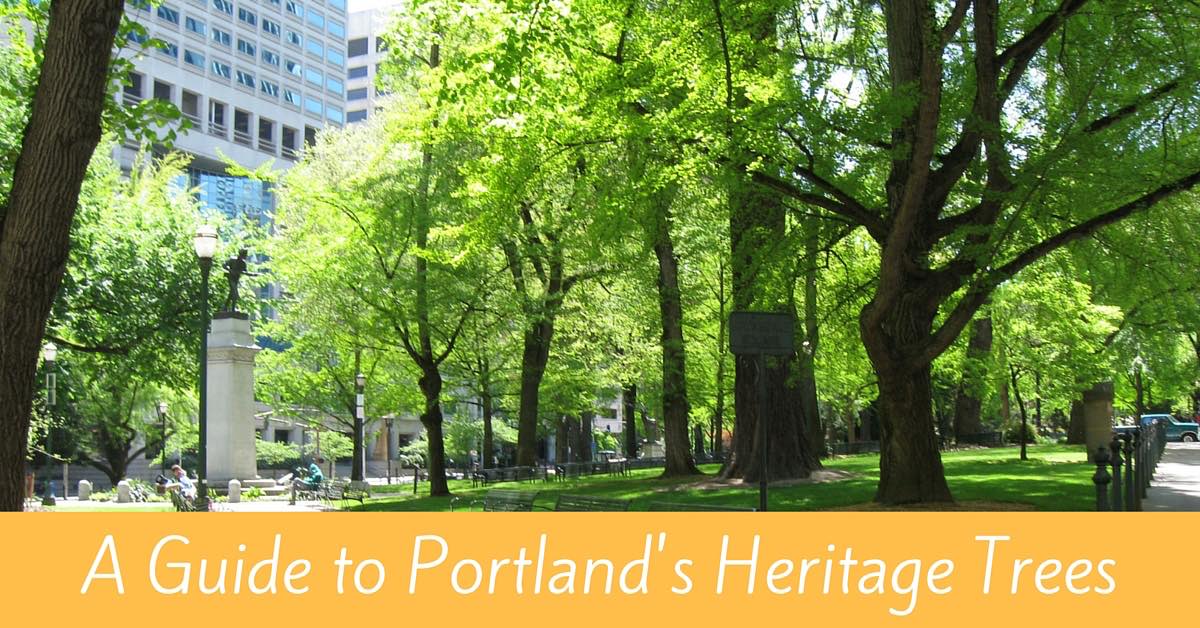 Guide to Portland's Heritage Trees