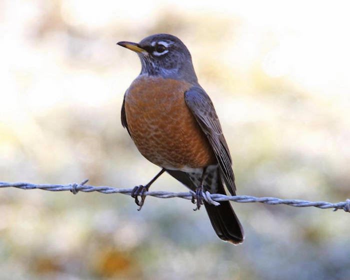 American Robin