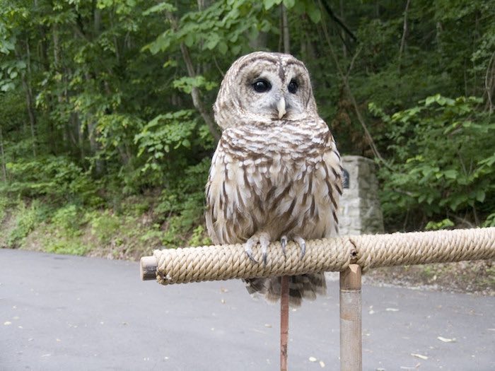 Big Owl