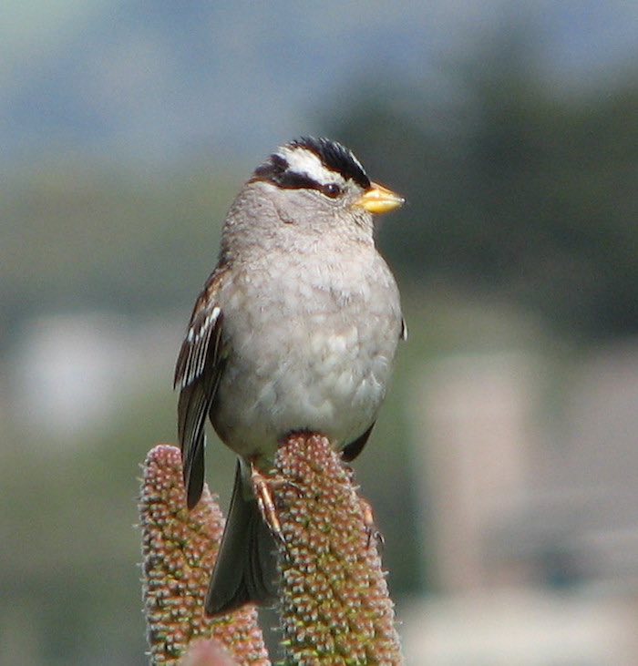 Sparrow in a Tree