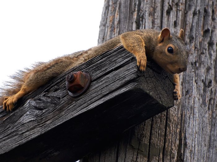 Invasive Squirrel in Tree
