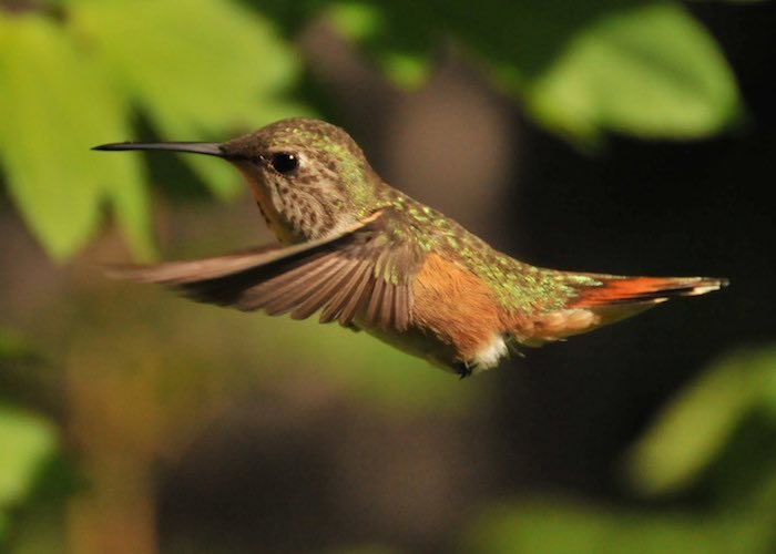 Tiny Hummingbird