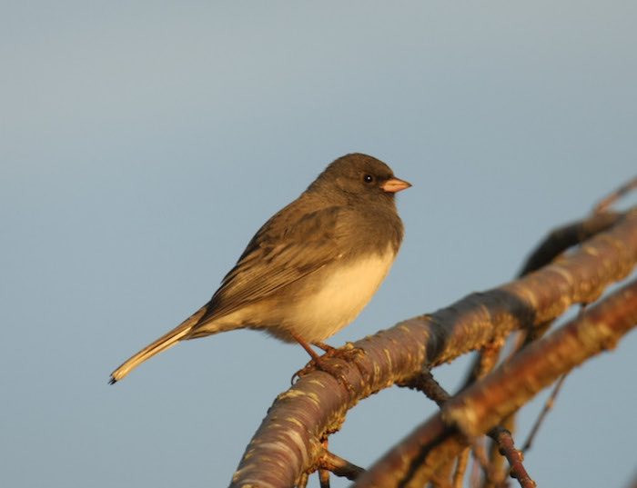 Dark Eyed Junco Bird in Tree