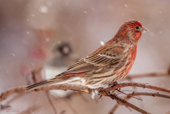 House Finch in a Tree