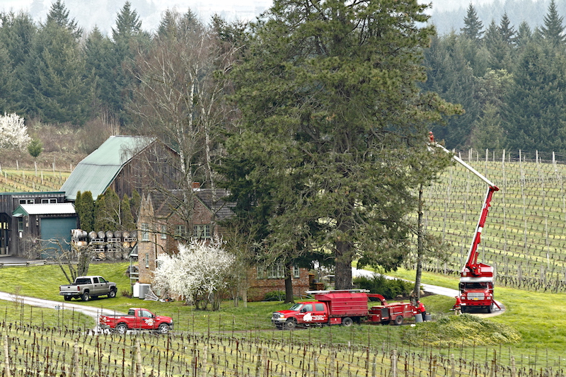 portland arborist nw arbor culture