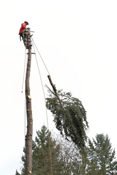 tree removal portland or