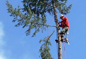 tree trimming and pruning portland or