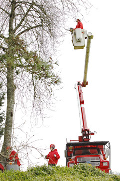 tree trimming in portland or from bucket truck