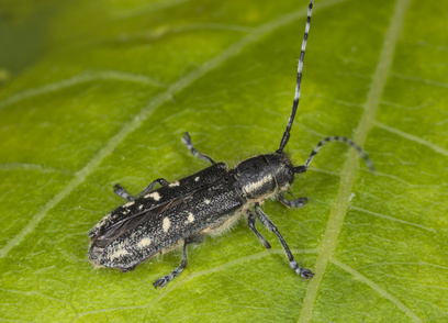 Small poplar borer (Saperda populnea) sitting on leaf.