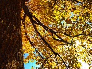 NW-Arbor-Tree