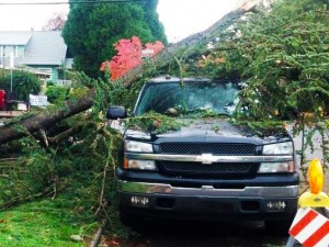 NW-Arbor-Tree-Car