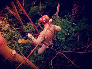 NW-Arobr-Climbing-Tree