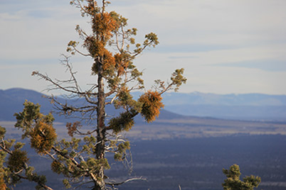 NWArbor-Dying-Juniper