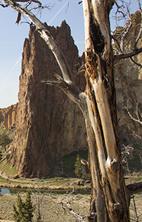 NWArbor-Juniper-Smith-Rocks