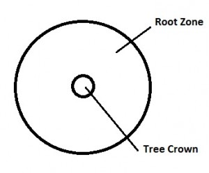 Tree-Crown-Distribution