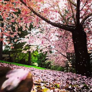 cherry-blossom-NW-Tree