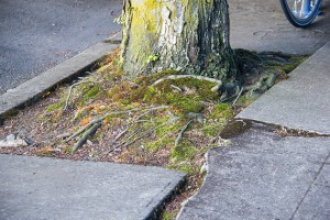 root-sidwalk-web