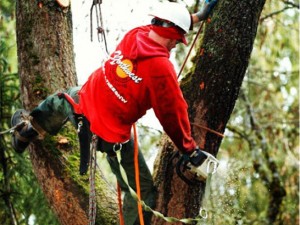 tree removal