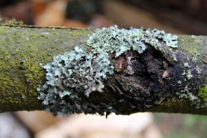 tree hazards: canker