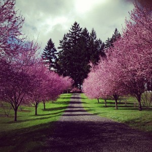 cherry-trees-nw-tree