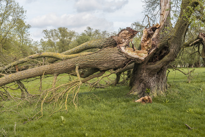 cracked and broken tree hazards