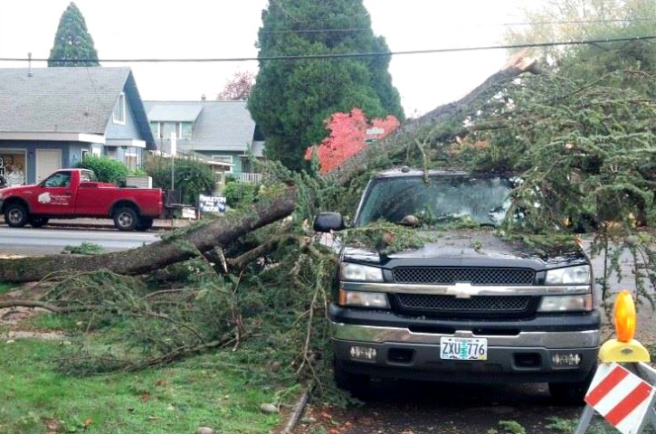 emergency tree removal