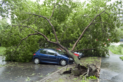 tree hazard falling on car