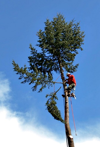 tree pruner in portland or high up in a thin tree