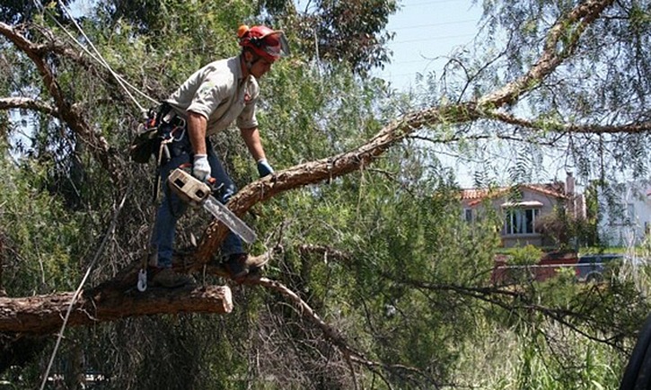 a tree pruner in portland oregon working on a tree with a chainsaw