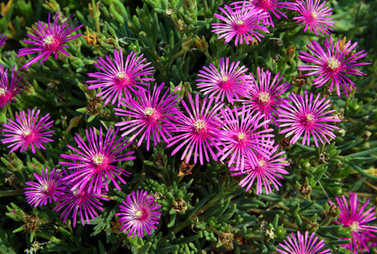 ice plant fire resistant