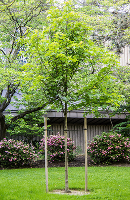 plant tree stakes backyard